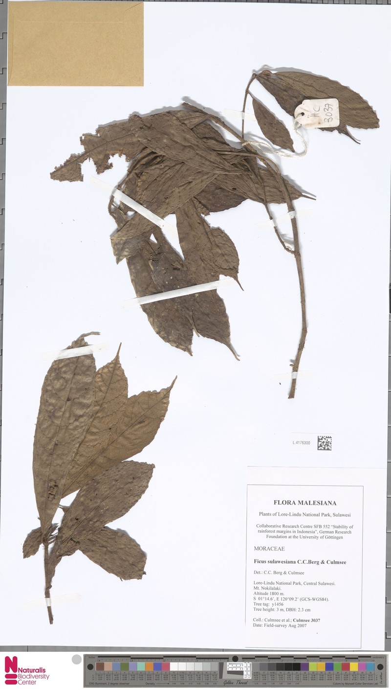 Ficus sulawesiana photo 4