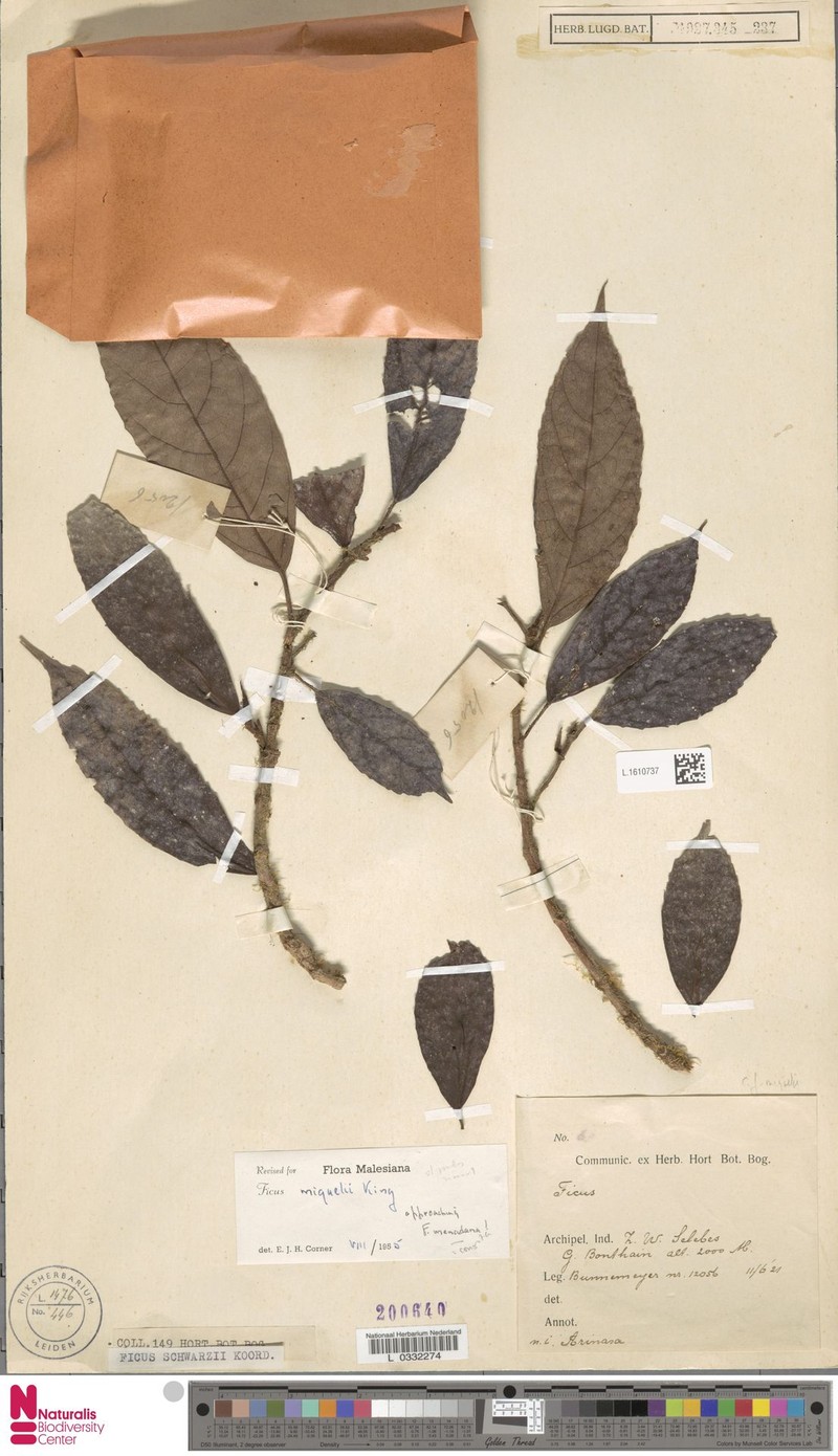 Ficus sulawesiana photo 5