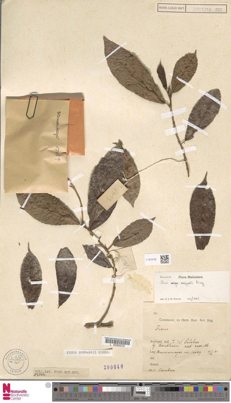 Ficus sulawesiana photo 6