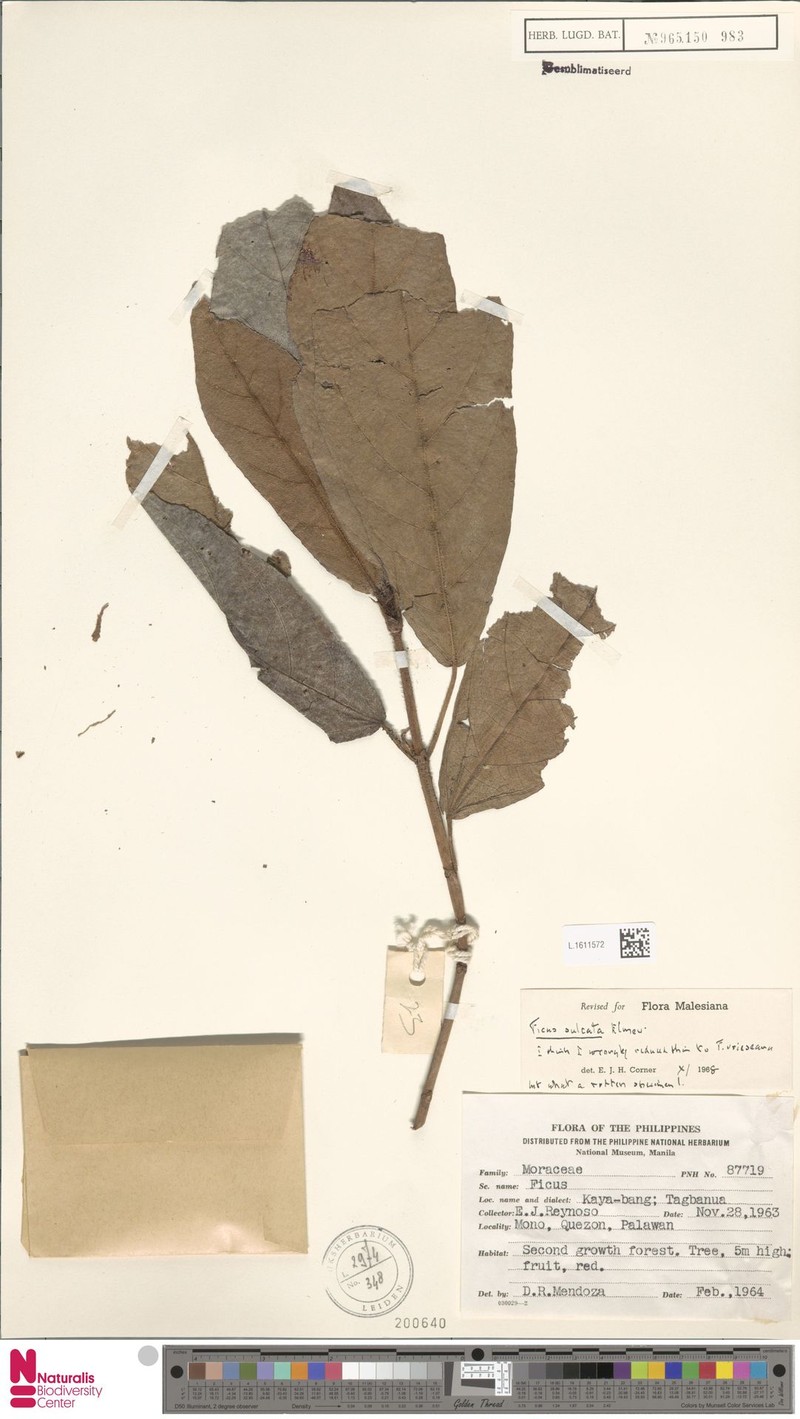 Ficus sulcata photo 2