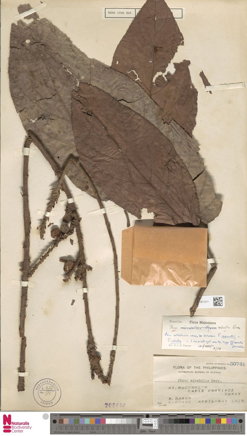 Ficus sulcata photo 3