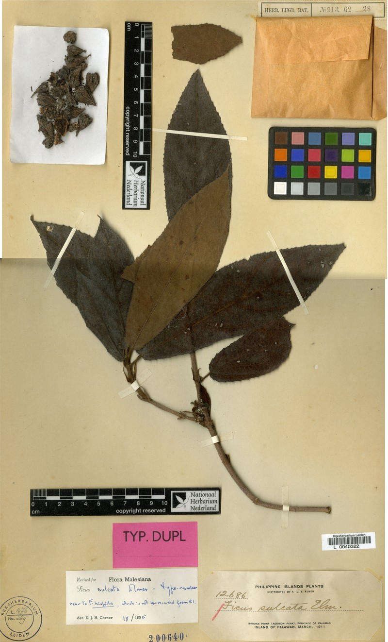 Ficus sulcata photo 4