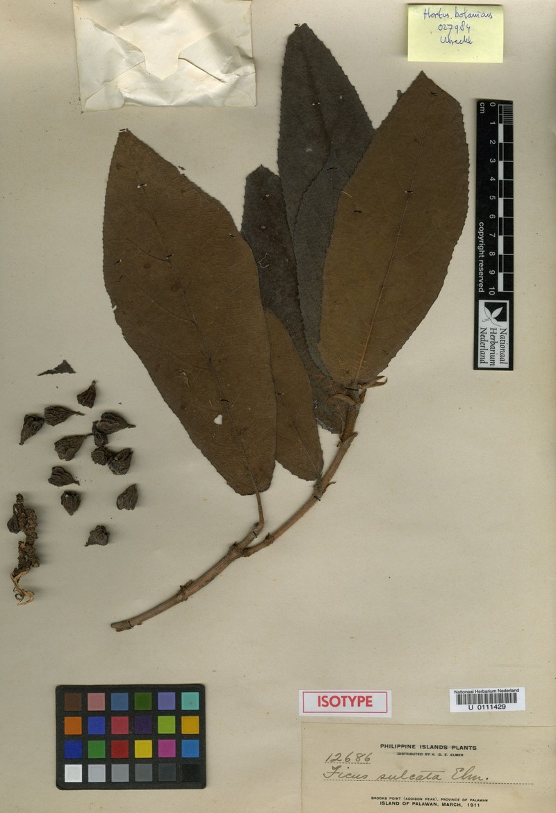 Ficus sulcata photo 5