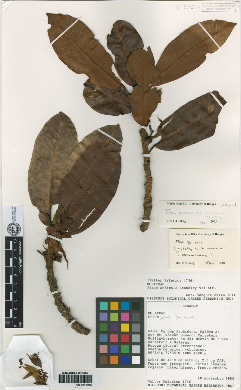 Ficus sumacoana