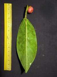 Ficus sumatrana