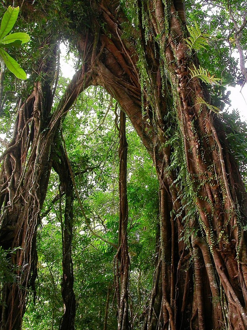 Ficus sumatrana photo 2