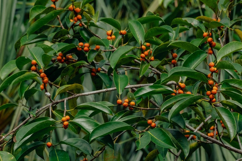 Ficus sumatrana photo 3