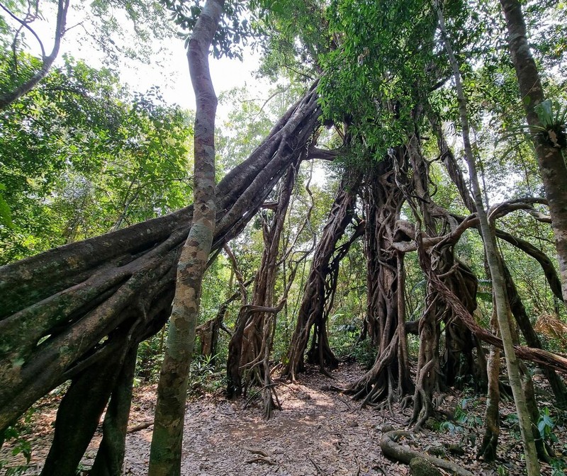 Ficus sumatrana photo 4