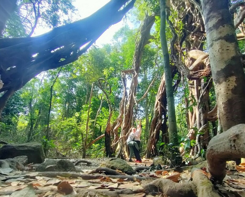 Ficus sumatrana photo 5