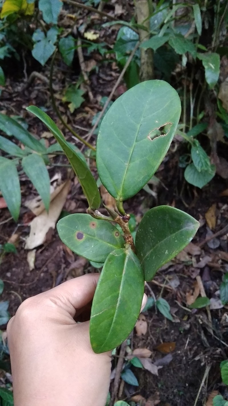 Ficus sumatrana photo 6