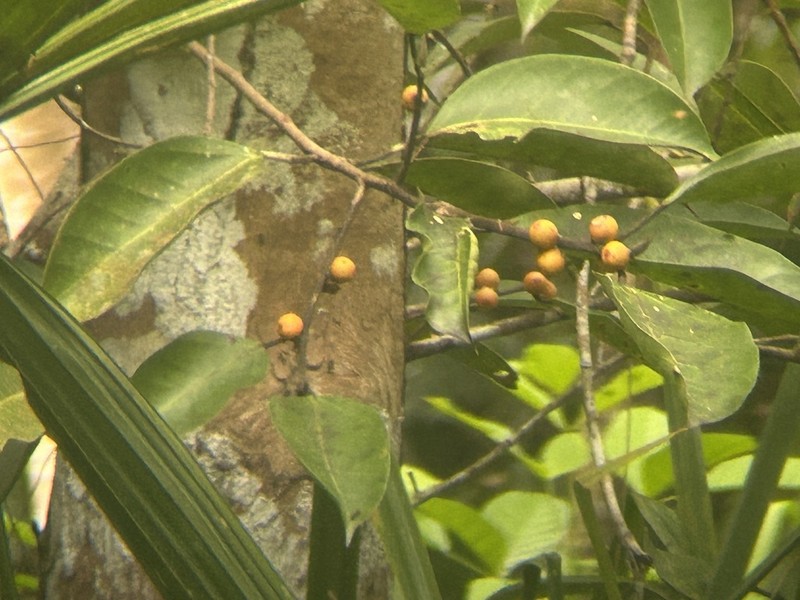 Ficus sumatrana photo 7