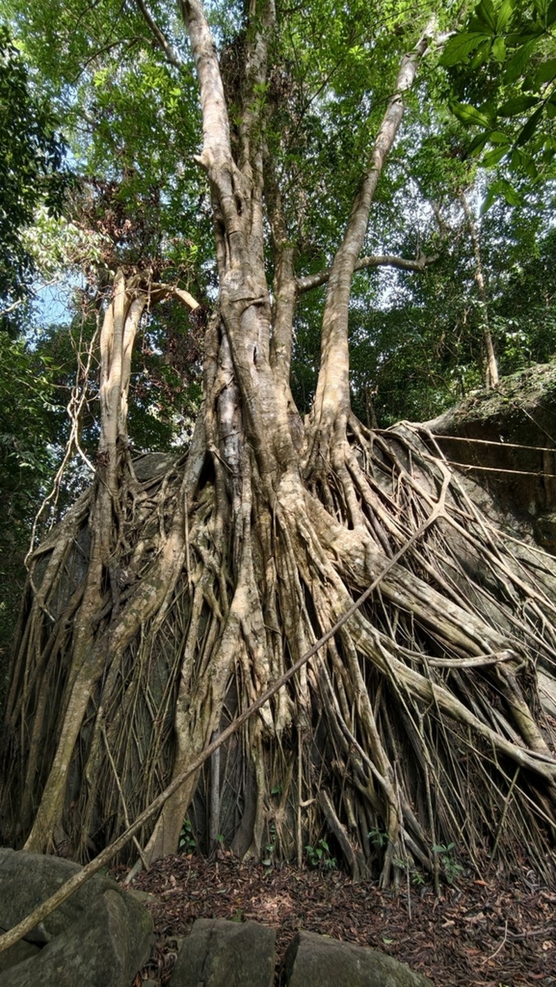 Ficus sumatrana photo 8