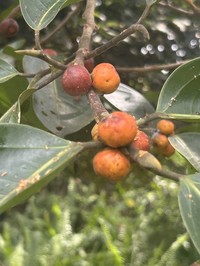 Ficus sundaica
