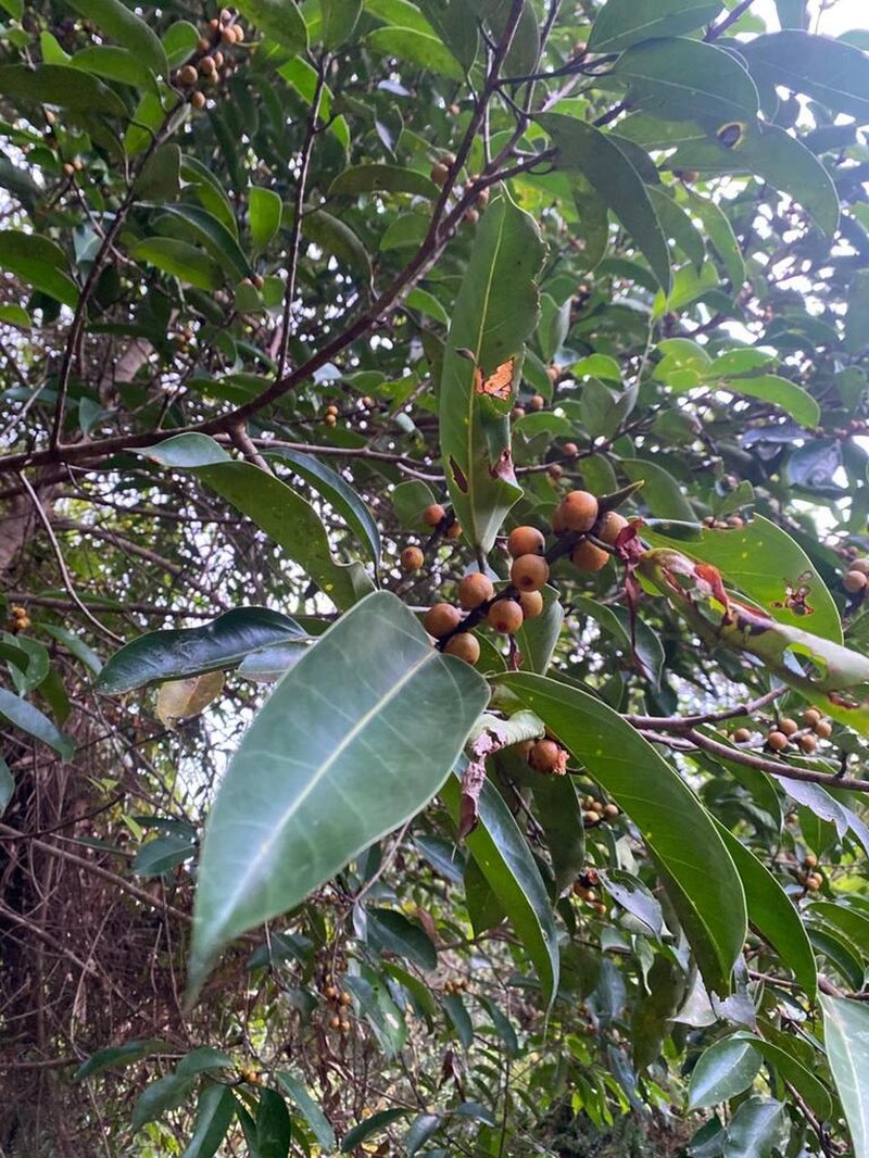 Ficus sundaica photo 2