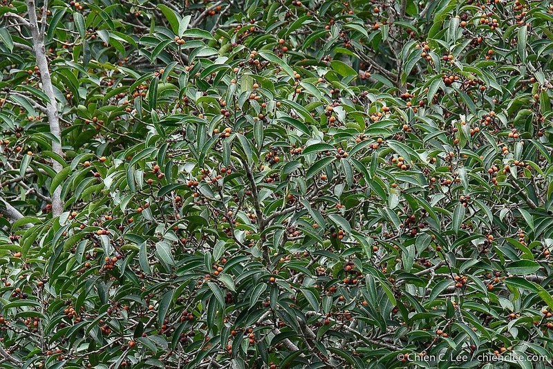 Ficus sundaica photo 3