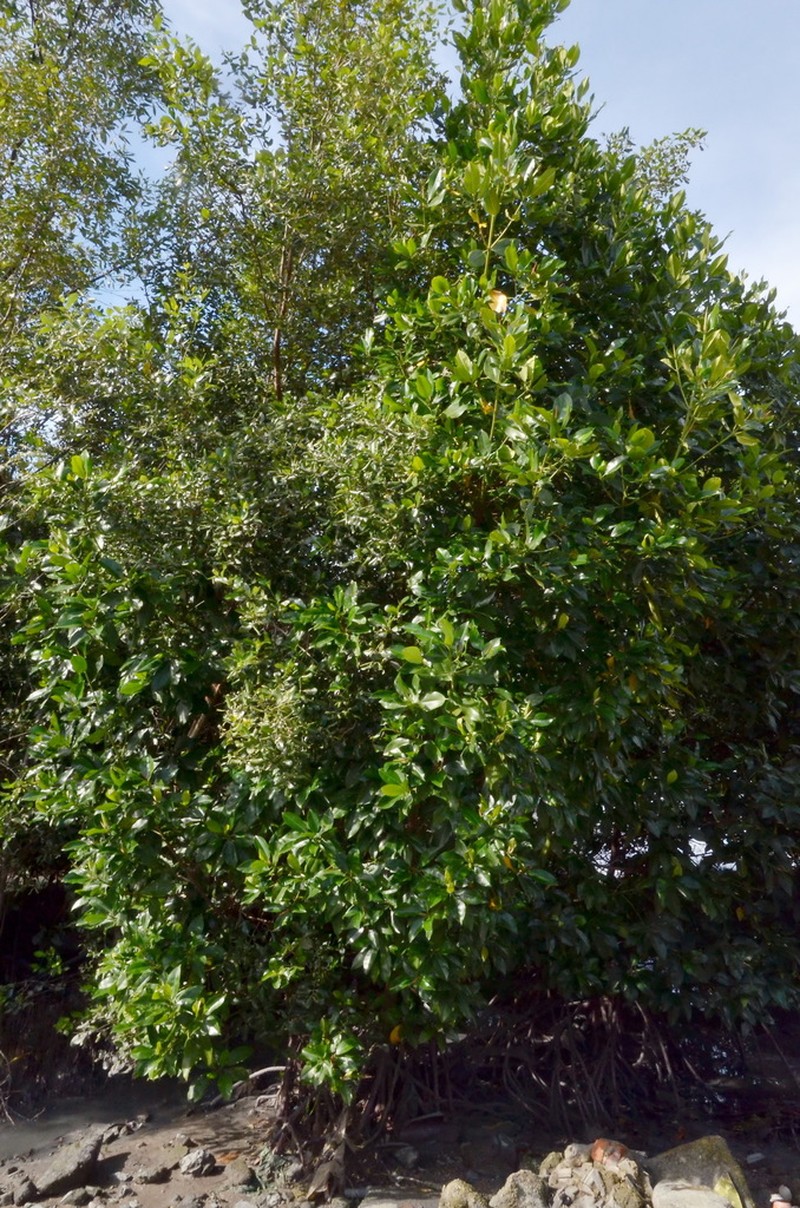 Ficus sundaica photo 4