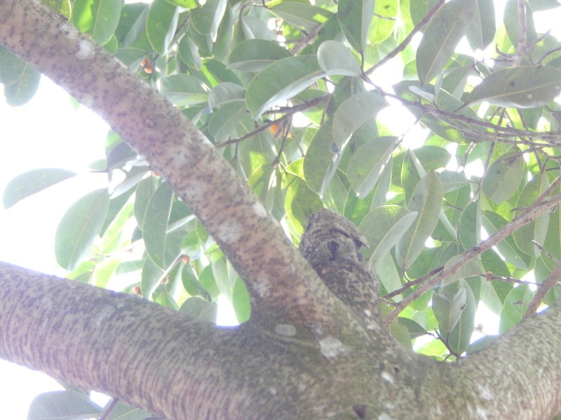 Ficus sundaica photo 5