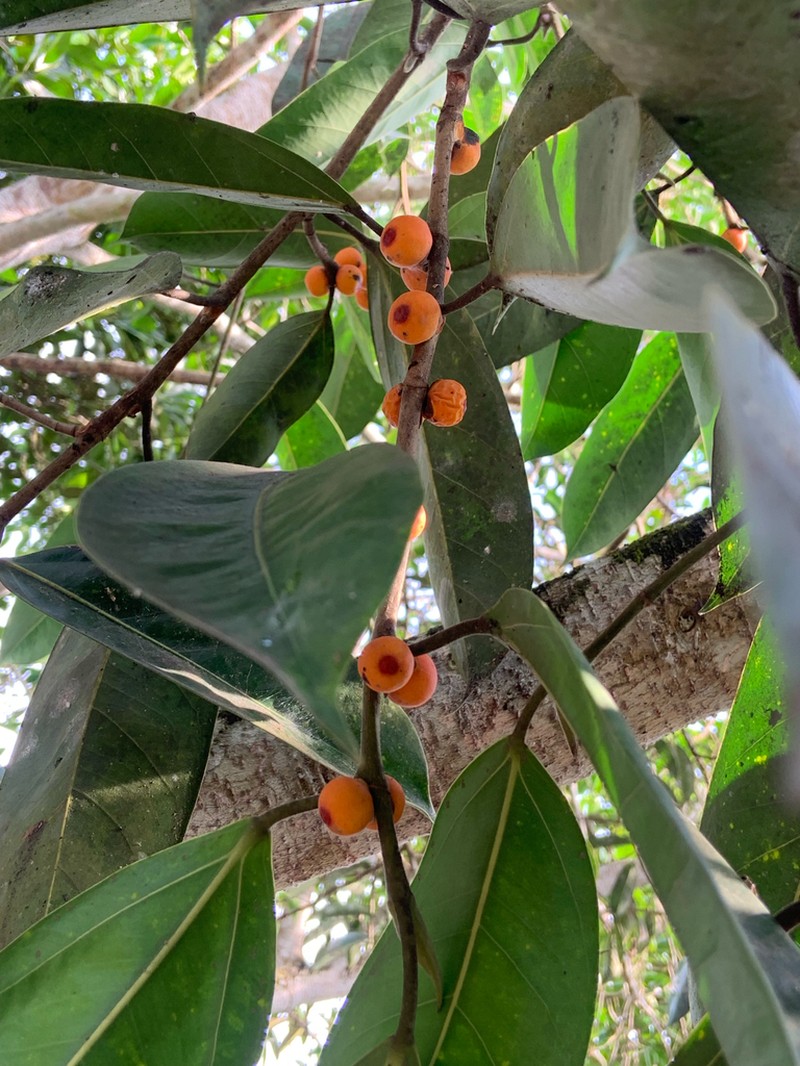 Ficus sundaica photo 6