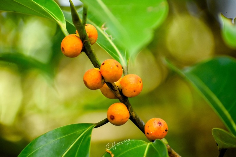 Ficus sundaica photo 7