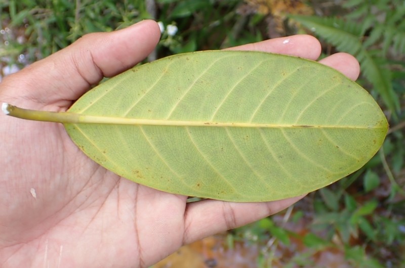 Ficus sundaica photo 8