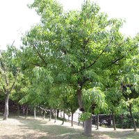 Sea Fig