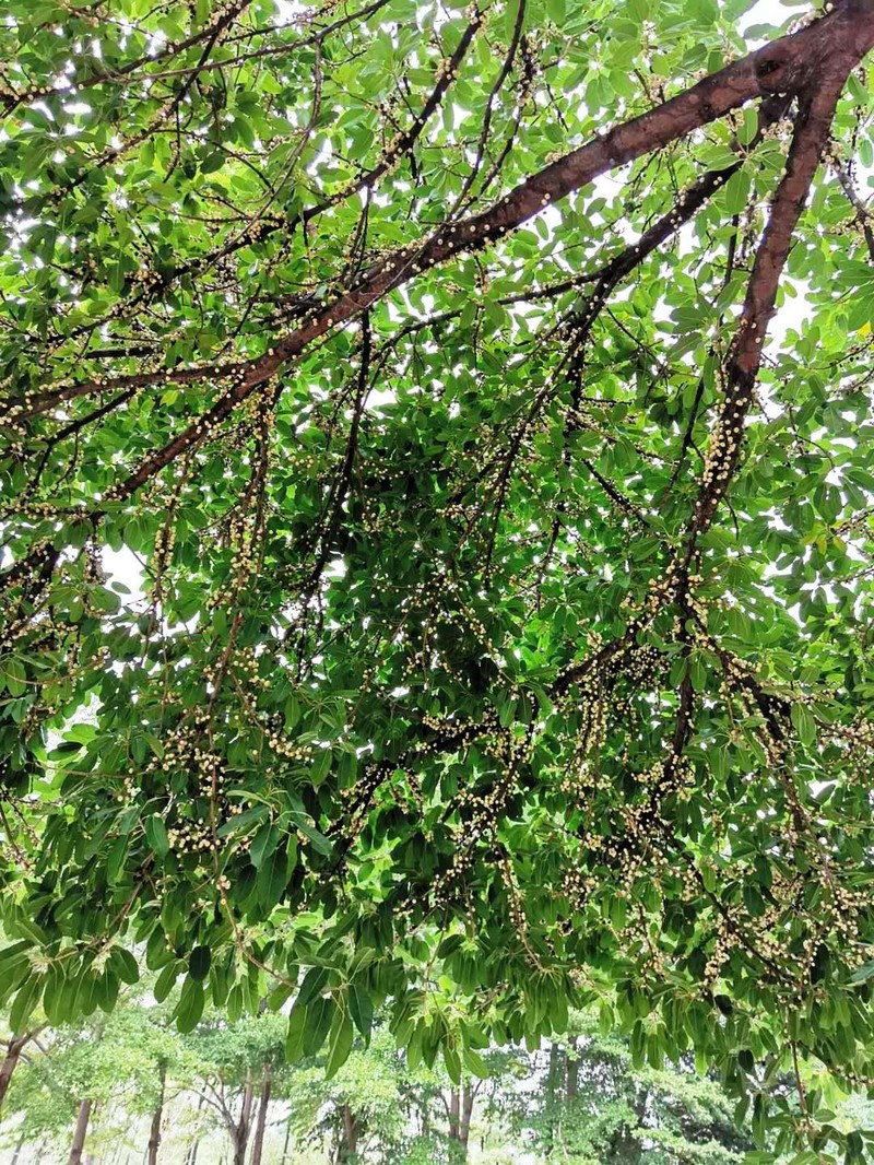 Sea Fig photo 3