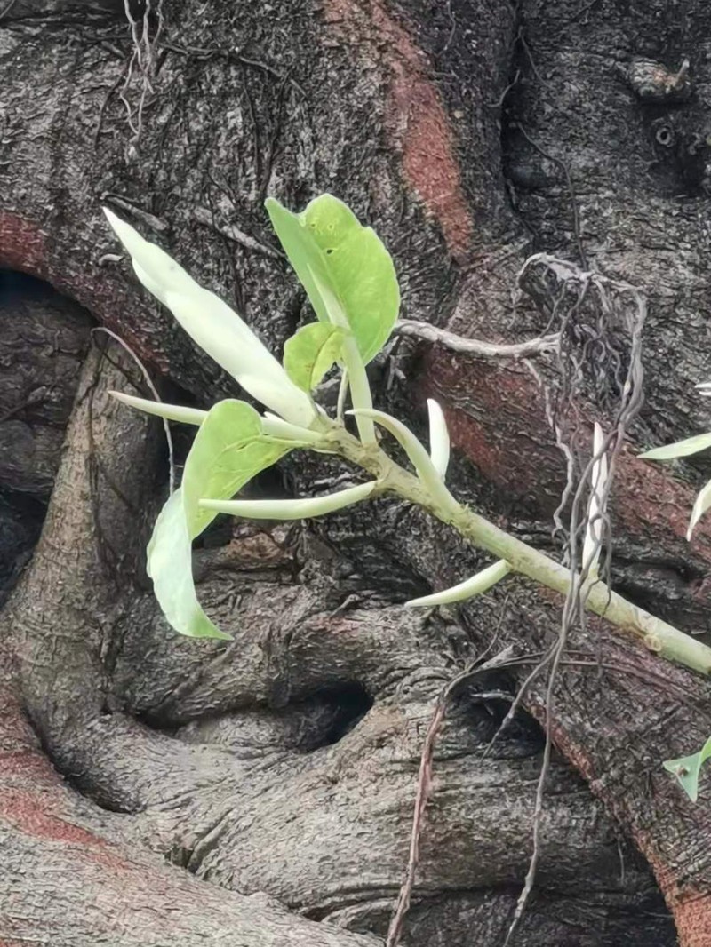 Sea Fig photo 4