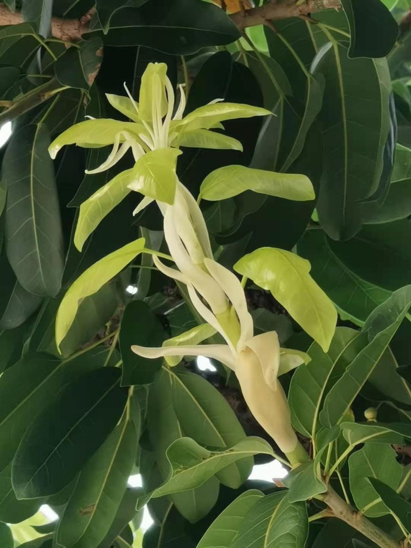Sea Fig photo 5