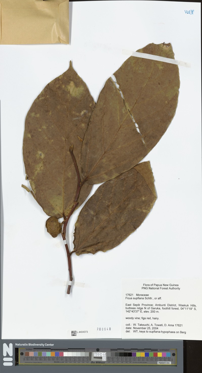 Ficus supfiana