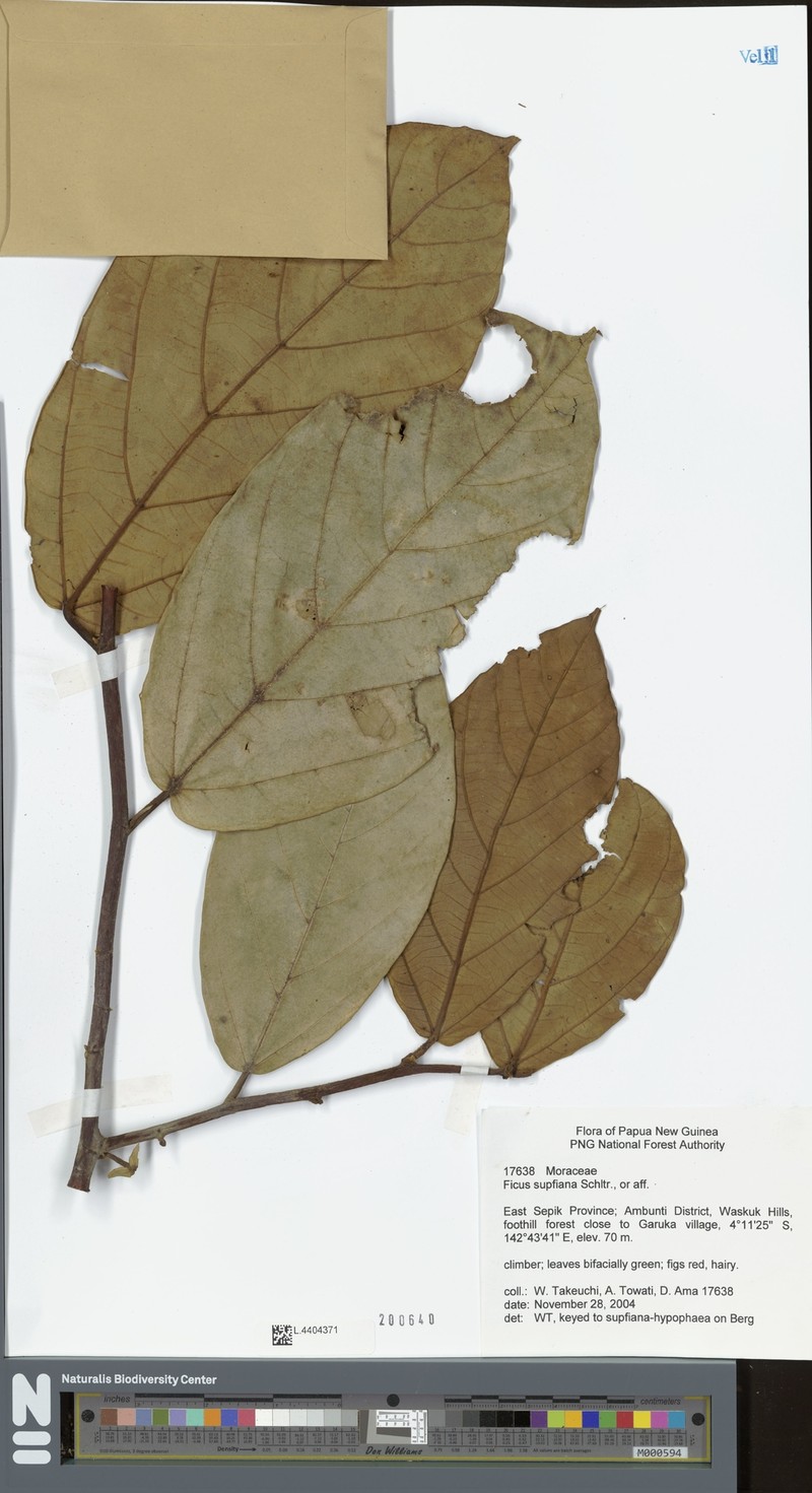 Ficus supfiana photo 2