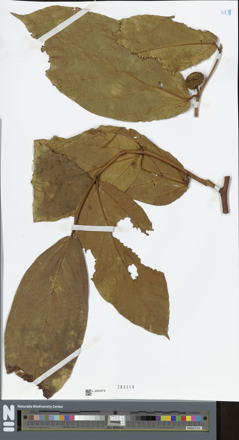 Ficus supfiana photo 3