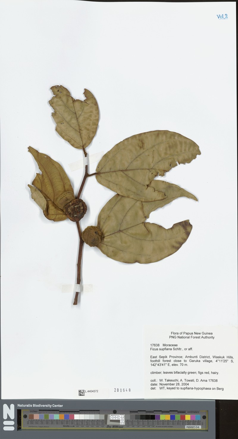 Ficus supfiana photo 4