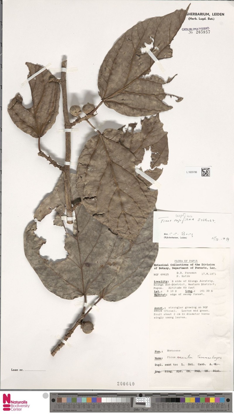 Ficus supfiana photo 5