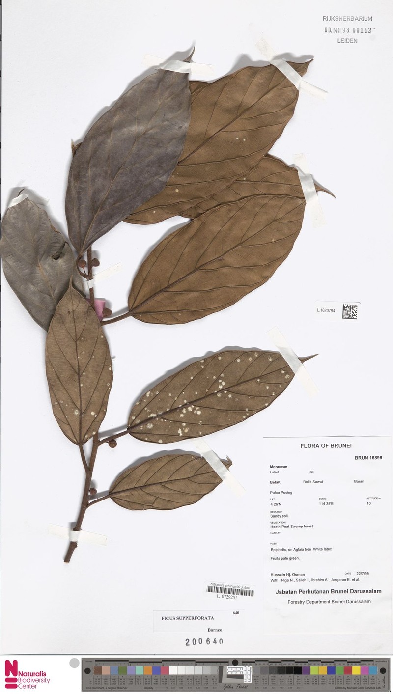 Ficus supperforata