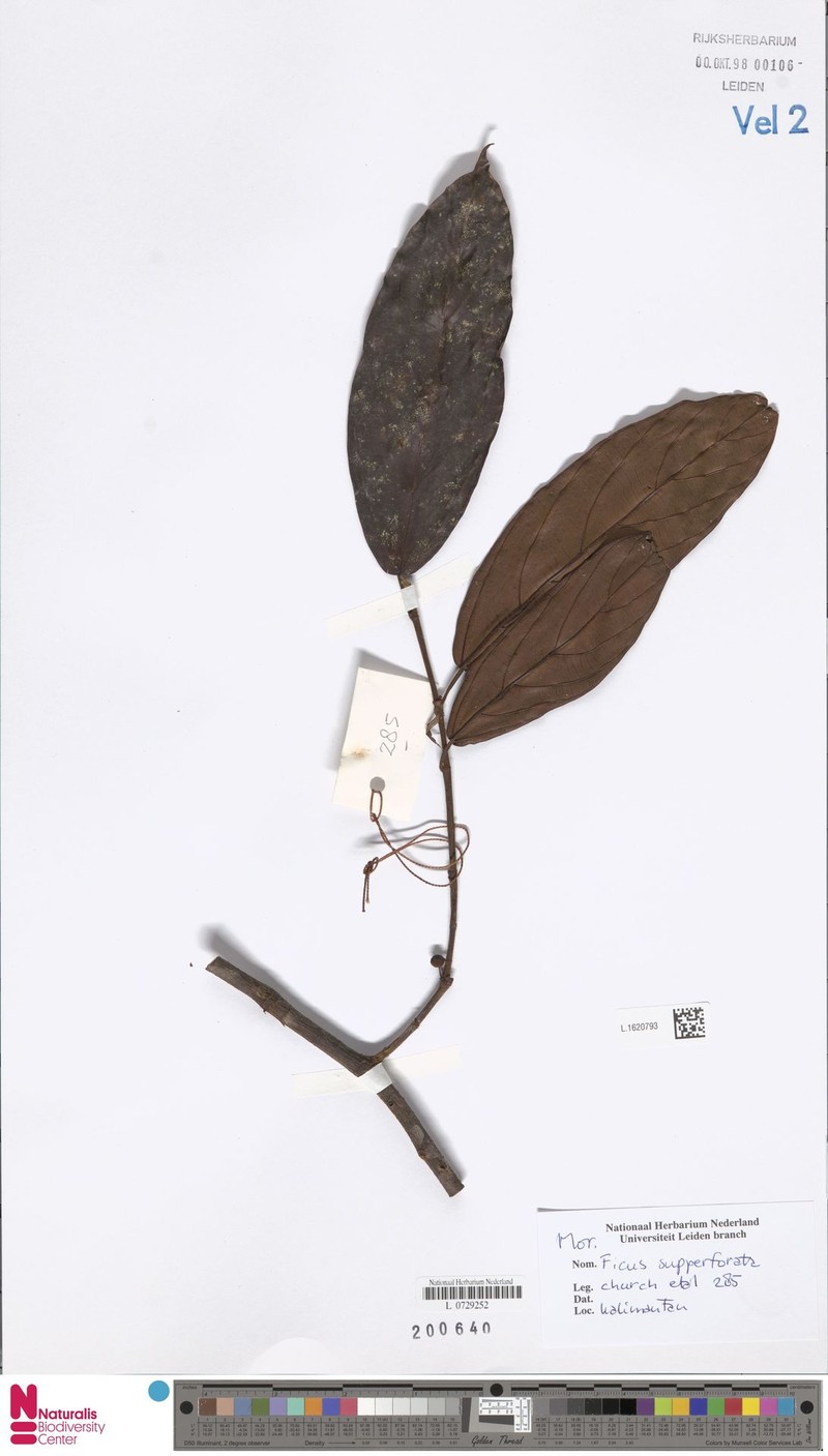 Ficus supperforata photo 2