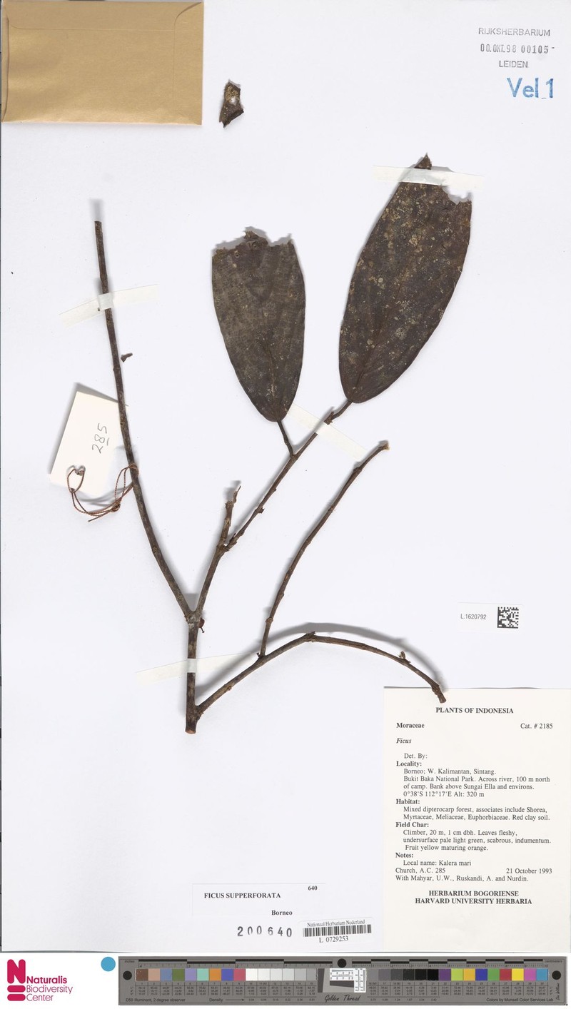 Ficus supperforata photo 3