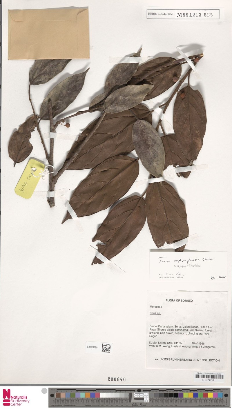 Ficus supperforata photo 4