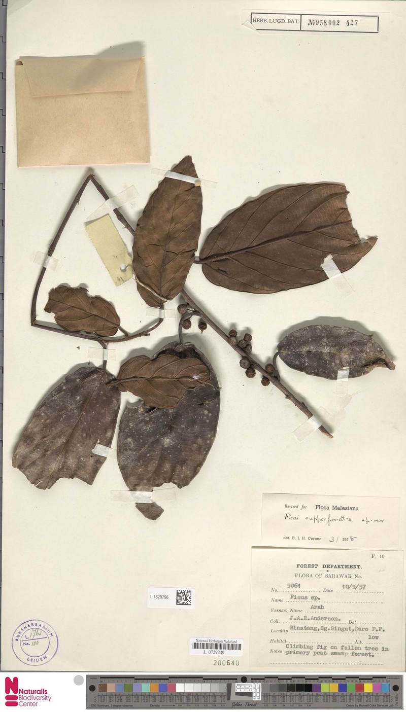 Ficus supperforata photo 7