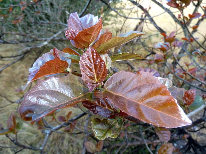 Ficus sur photo 2