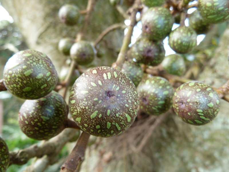 Ficus sur photo 5