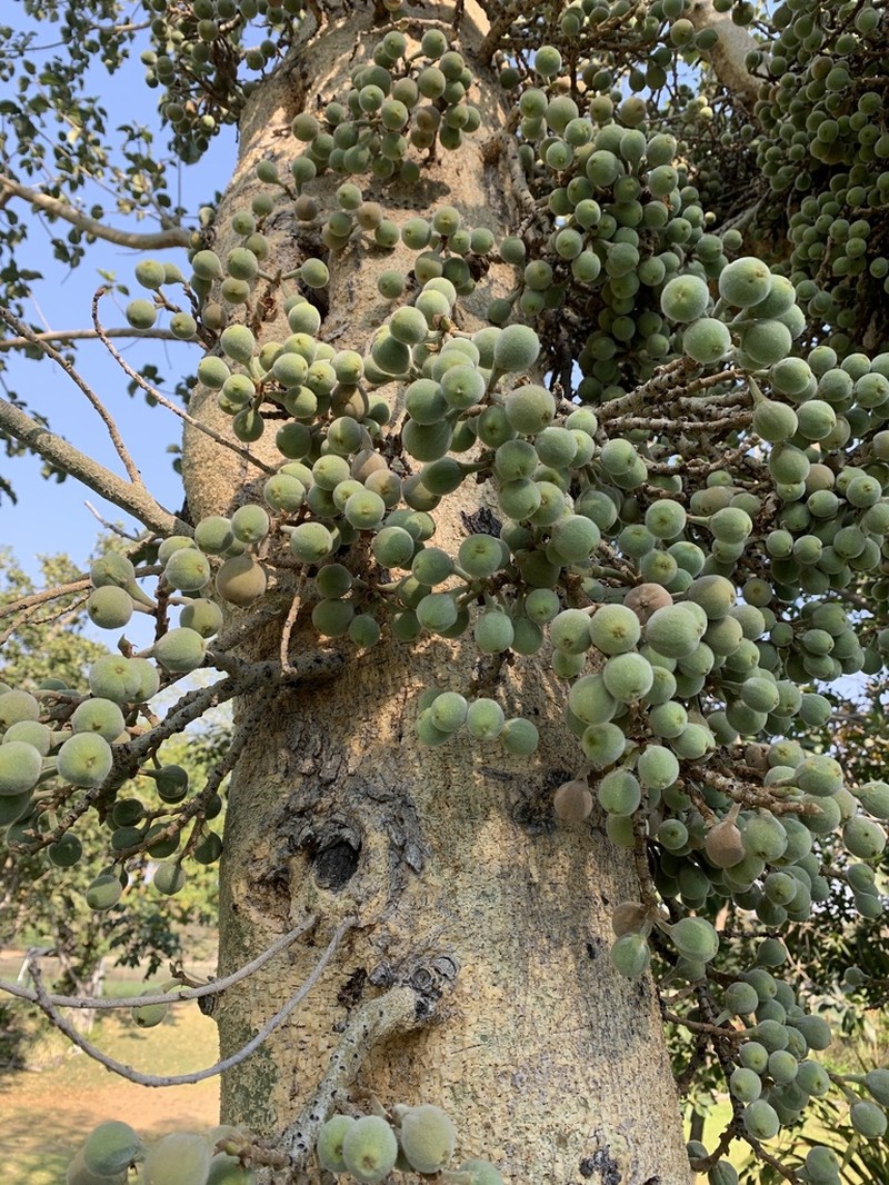 Sycamore Fig photo 4
