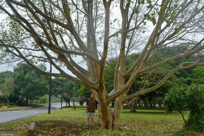 Sycamore Fig photo 5