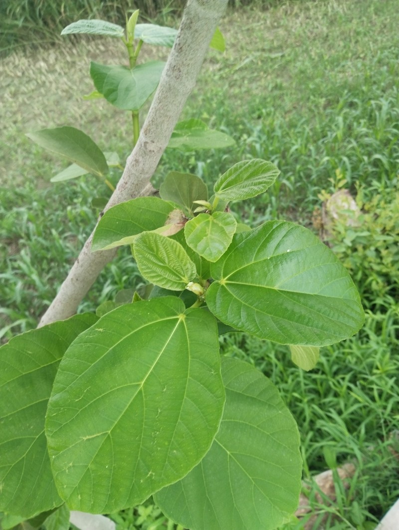 Sycamore Fig photo 6