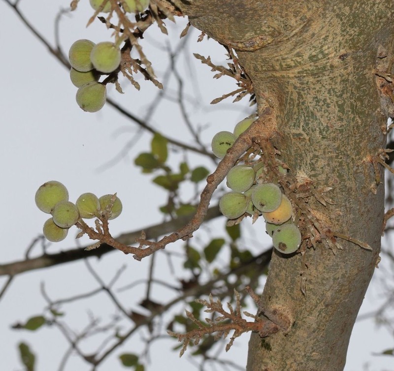 Sycamore Fig photo 7