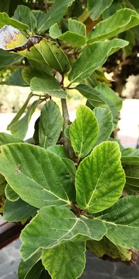 Sycamore Fig