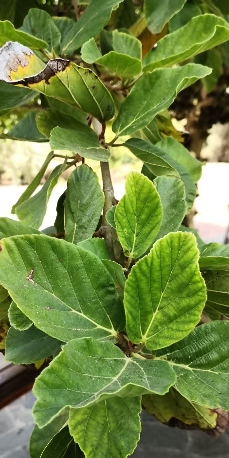Sycamore Fig