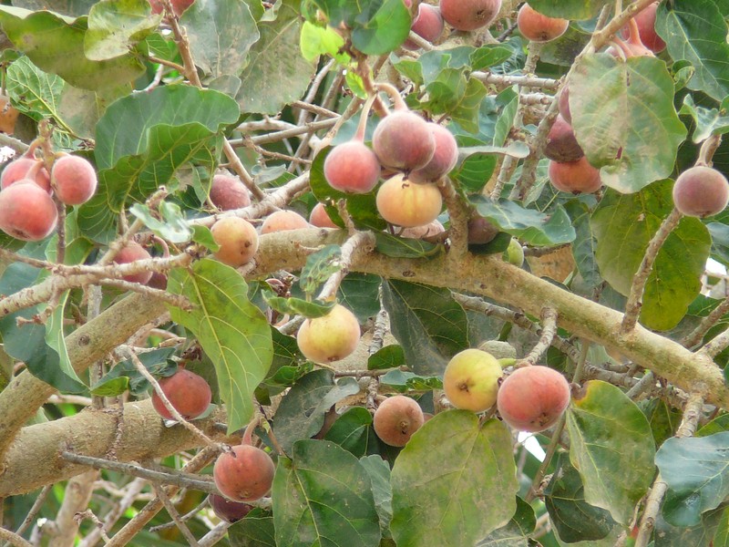 Sycamore Fig photo 3
