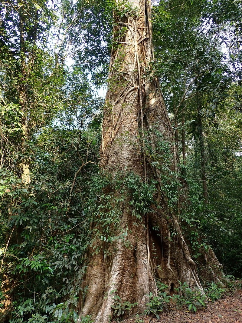Ficus talbotii photo 2