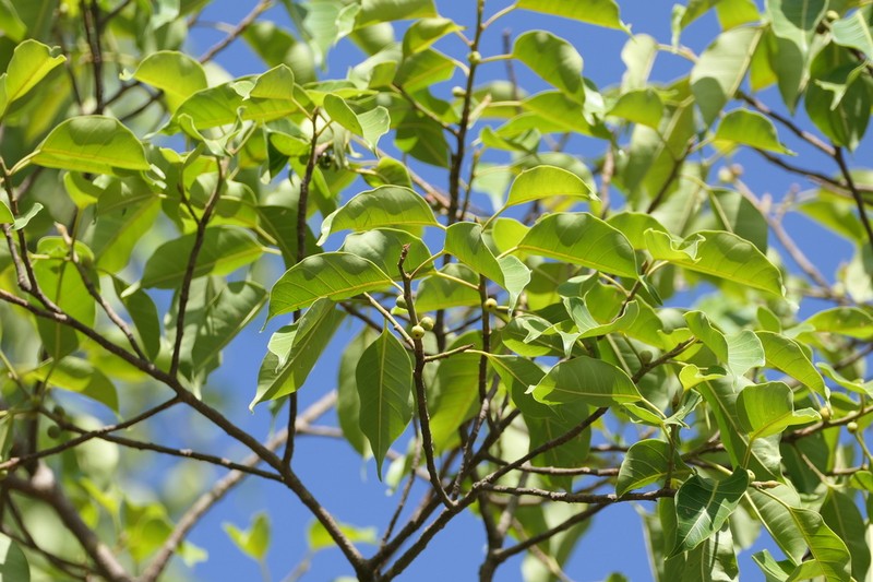 Ficus talbotii photo 5