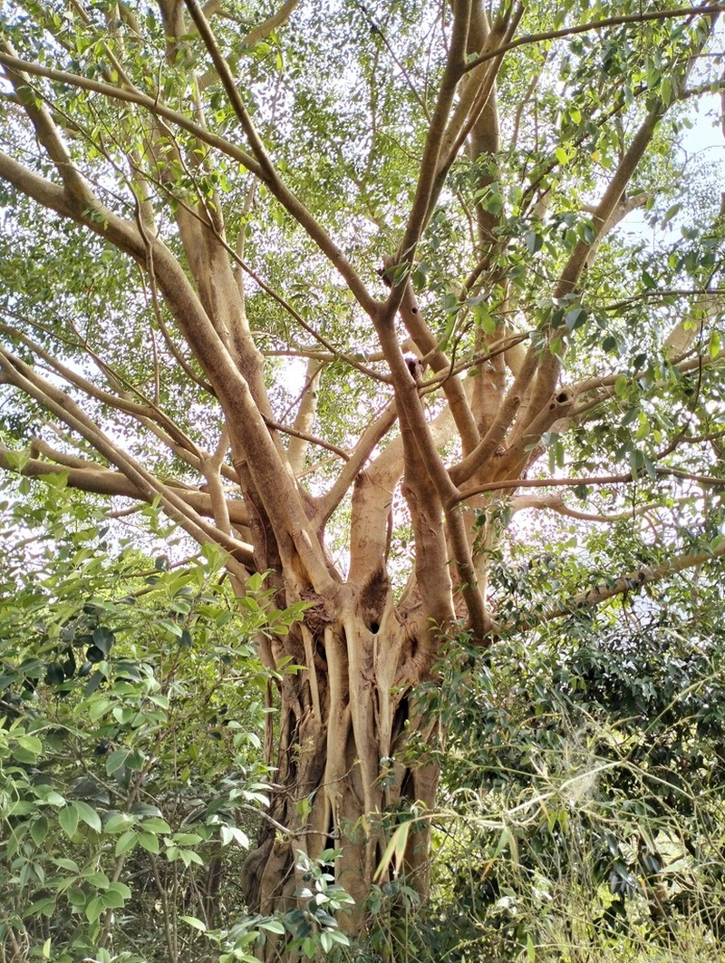 Ficus talbotii photo 6